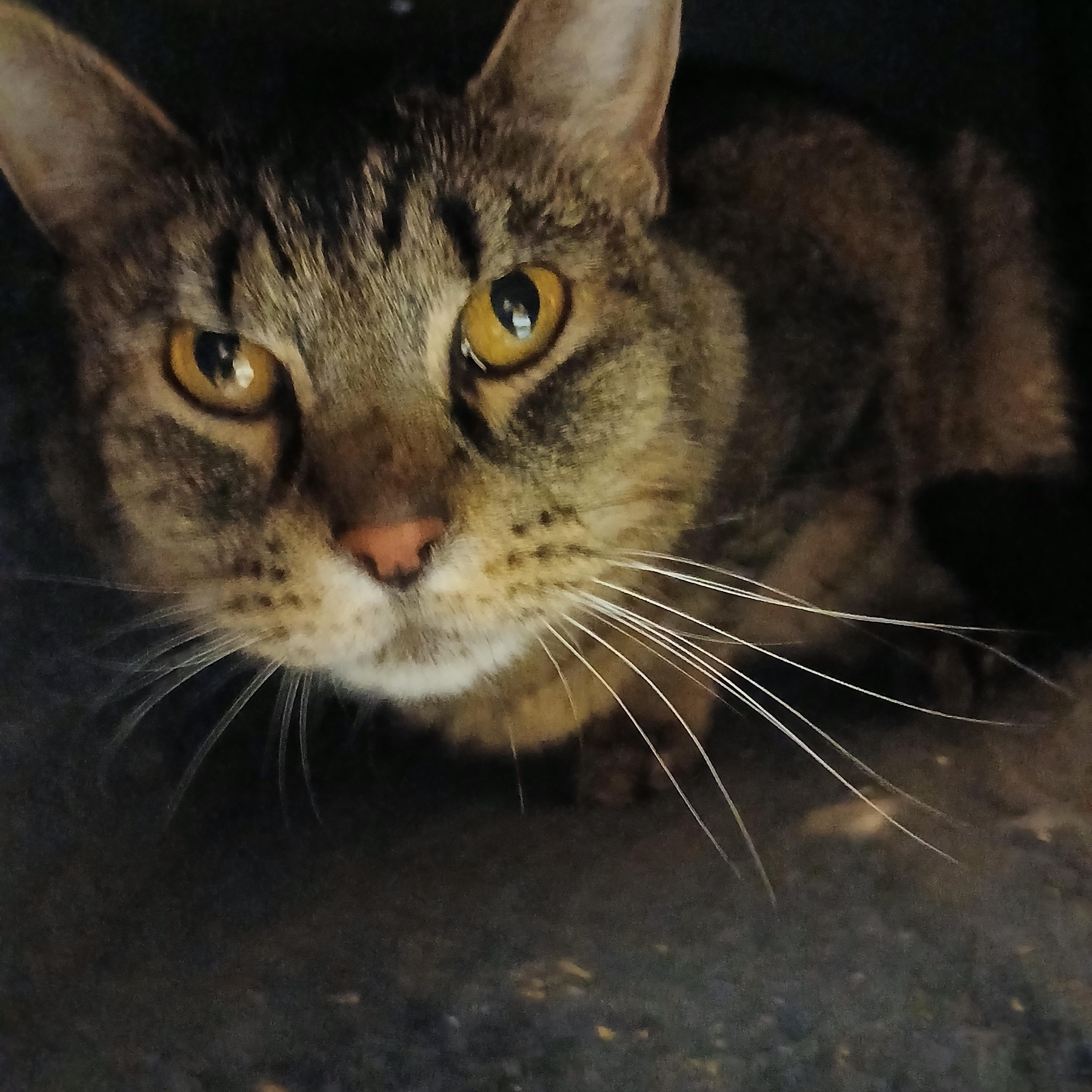 Annie Domestic Short Hair Cat
