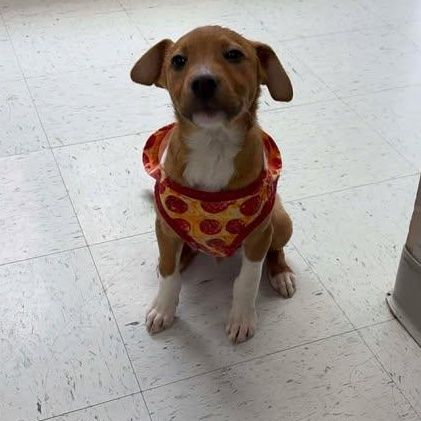 Squirt, a ADOPTABLE mixed breed in Bardstown, KY image 3/6