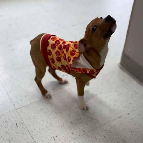 Squirt, a ADOPTABLE mixed breed in Bardstown, KY image 6/6