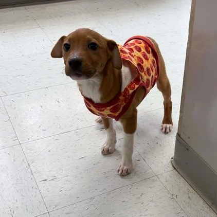 Squirt, a ADOPTABLE mixed breed in Bardstown, KY image 2/6