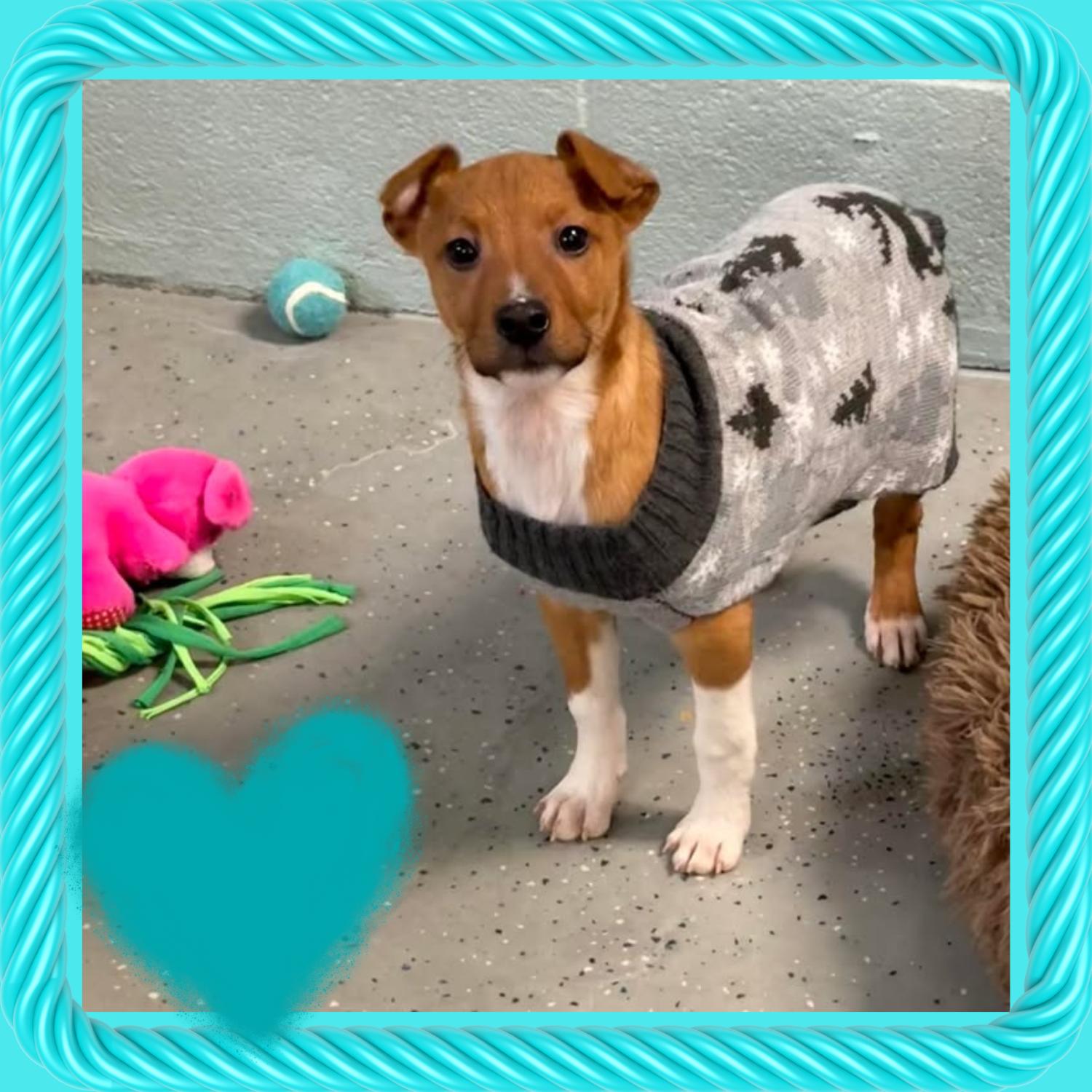 Squirt, a ADOPTABLE mixed breed in Bardstown, KY image 1/6