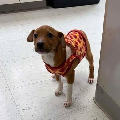 Squirt, a ADOPTABLE mixed breed in Bardstown, KY image 4/6