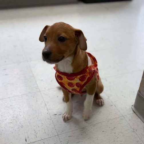 Squirt, a ADOPTABLE mixed breed in Bardstown, KY image 5/6