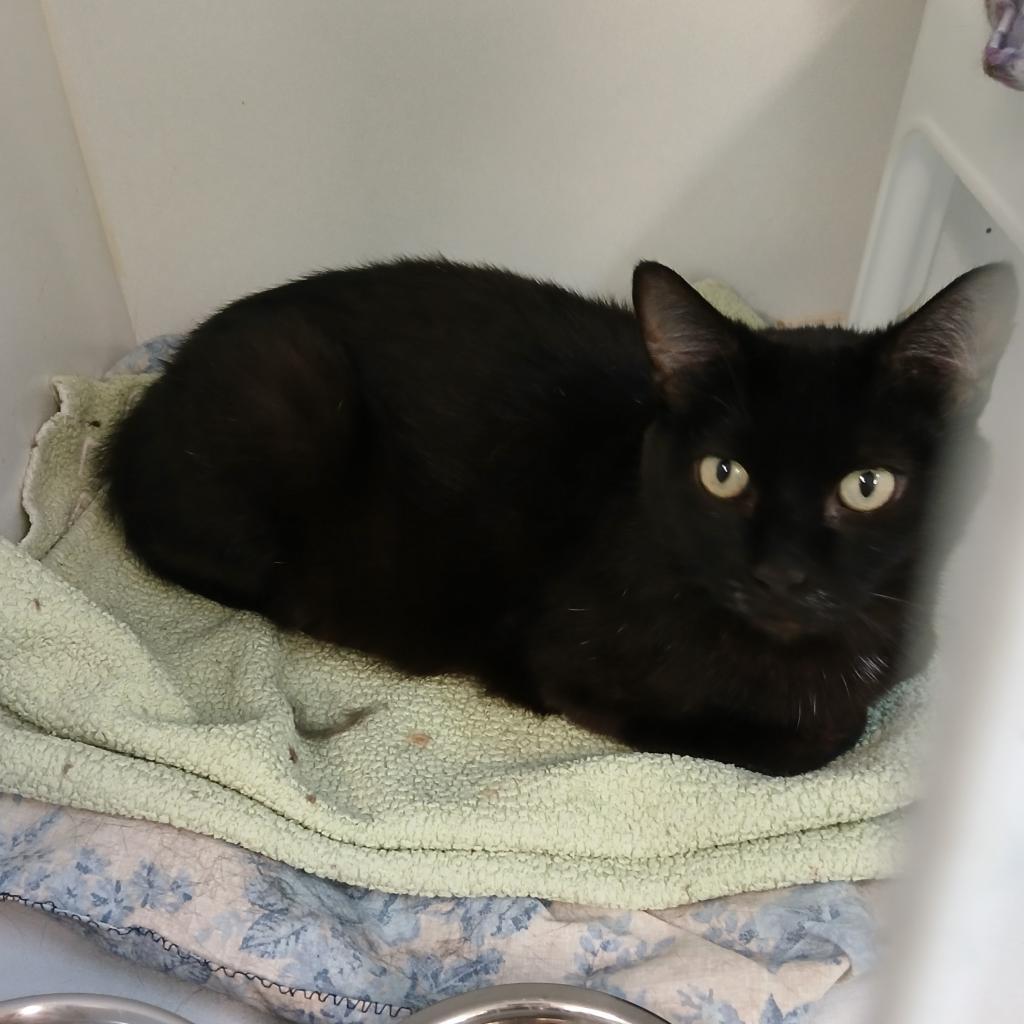 Mama Lamar, Adoptable, Adult Female Domestic Short Hair.