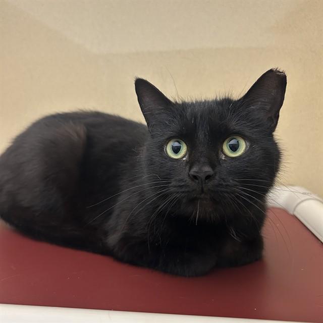 DELTA, Adoptable, Young Female Domestic Short Hair.