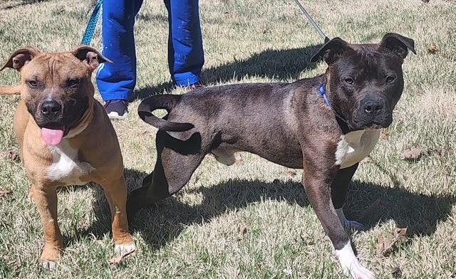 Pip - Crosslist, a ADOPTABLE Miniature Bull Terrier in Kansas City, MO image 3/5