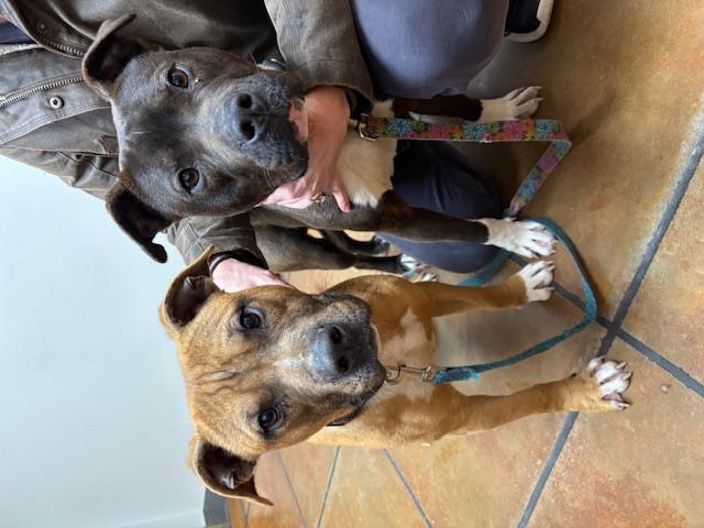 Pip - Crosslist, a ADOPTABLE Miniature Bull Terrier in Kansas City, MO image 5/5