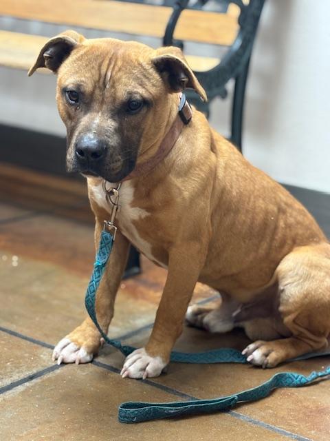 Pip - Crosslist, a ADOPTABLE Miniature Bull Terrier in Kansas City, MO image 1/5