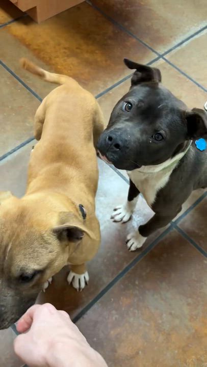 Enlarge Pip - Crosslist, a ADOPTABLE Miniature Bull Terrier in Kansas City, MO video 4/5