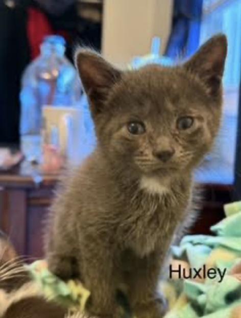 Huxley, a Adoptable Domestic Short Hair in Cincinnati, OH image 2/5