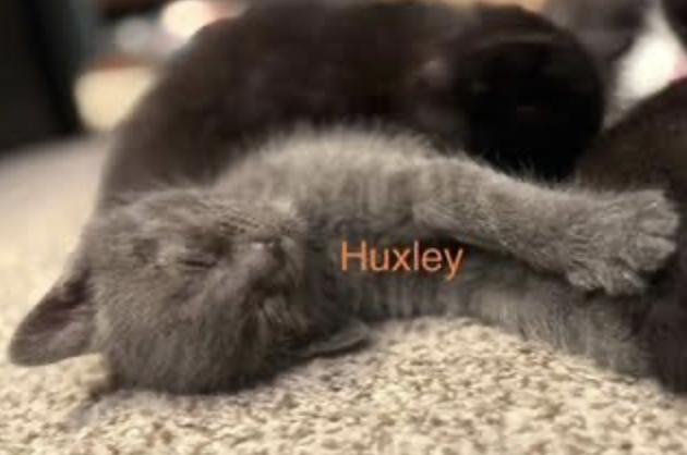 Huxley