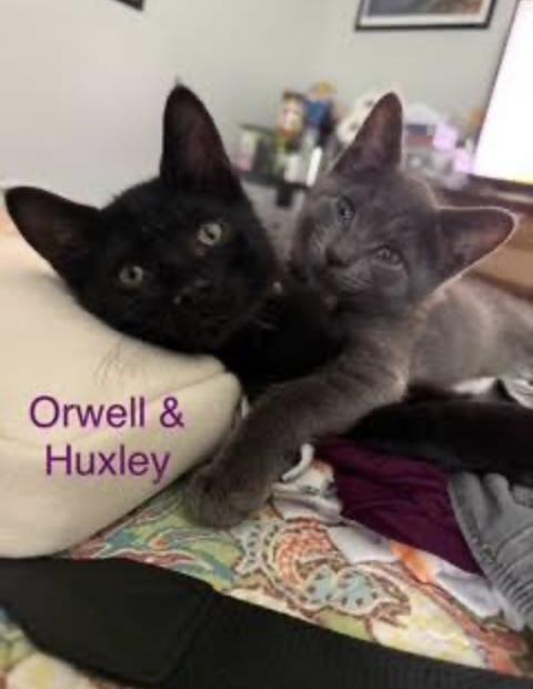 Huxley, a Adoptable Domestic Short Hair in Cincinnati, OH image 4/5