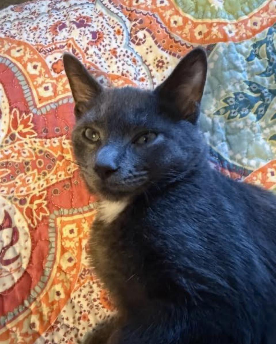 Huxley, a Adoptable Domestic Short Hair in Cincinnati, OH image 5/5