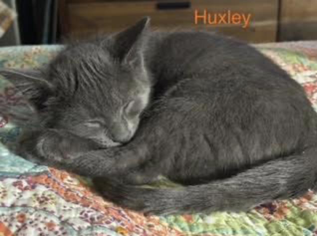 Huxley, a Adoptable Domestic Short Hair in Cincinnati, OH image 1/5