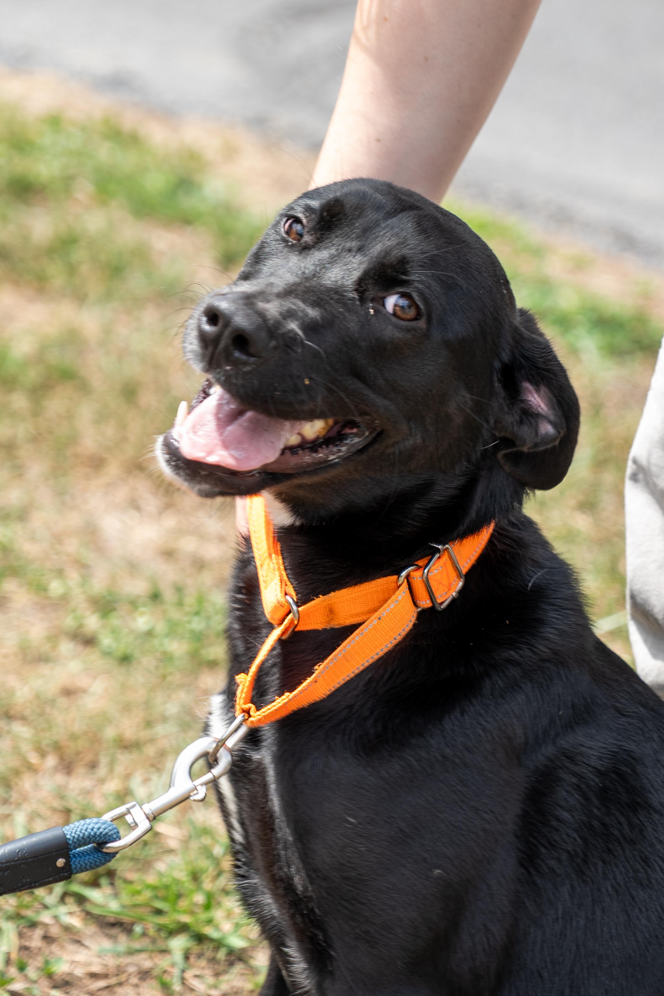 Dixie, an adopted Black Labrador Retriever in King George, VA image 4/4
