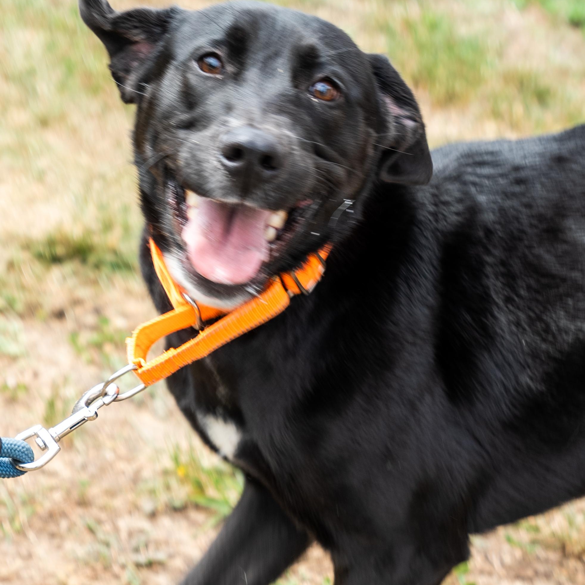 Dixie, an adopted Black Labrador Retriever in King George, VA image 2/4