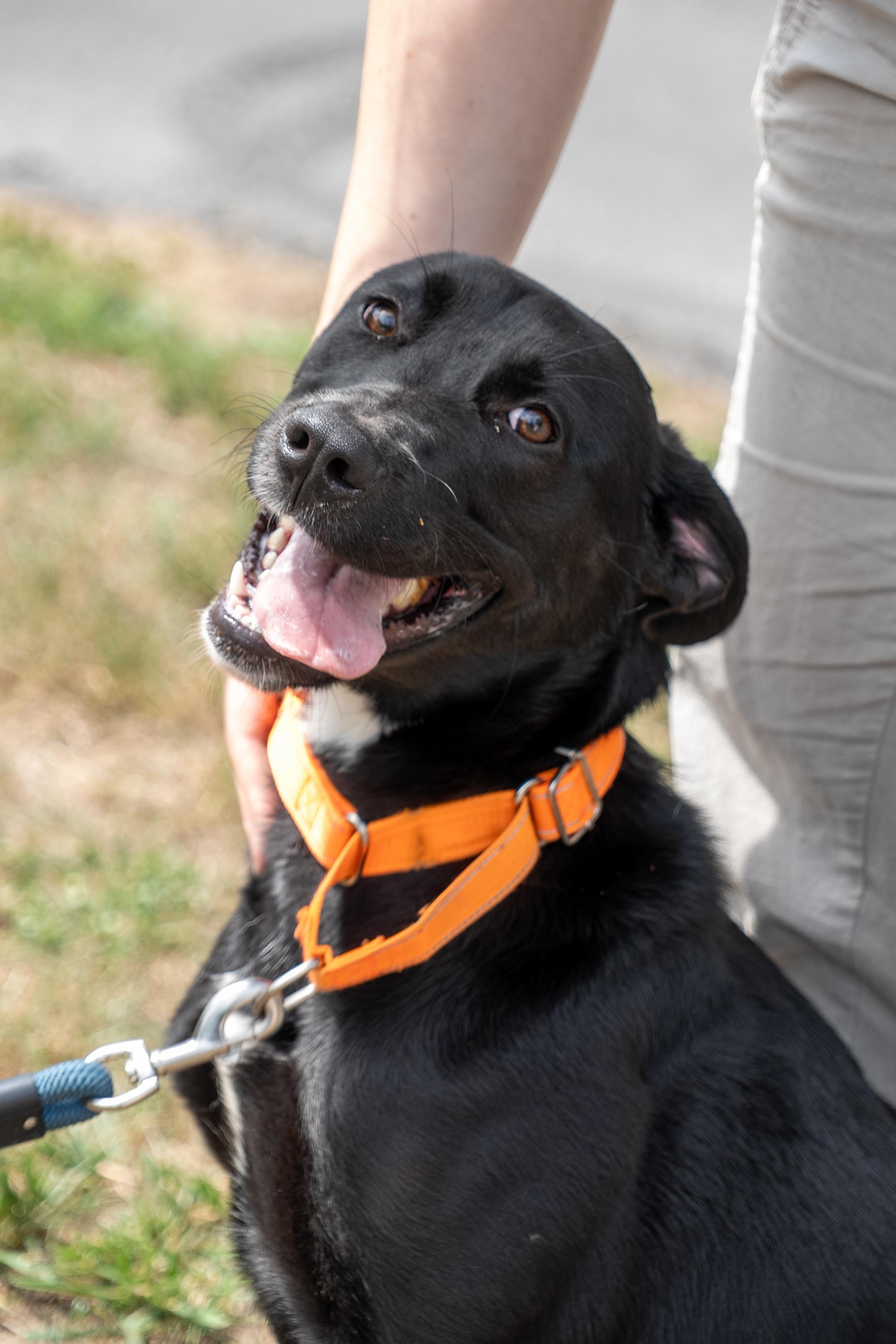 Dixie, an adopted Black Labrador Retriever in King George, VA image 3/4