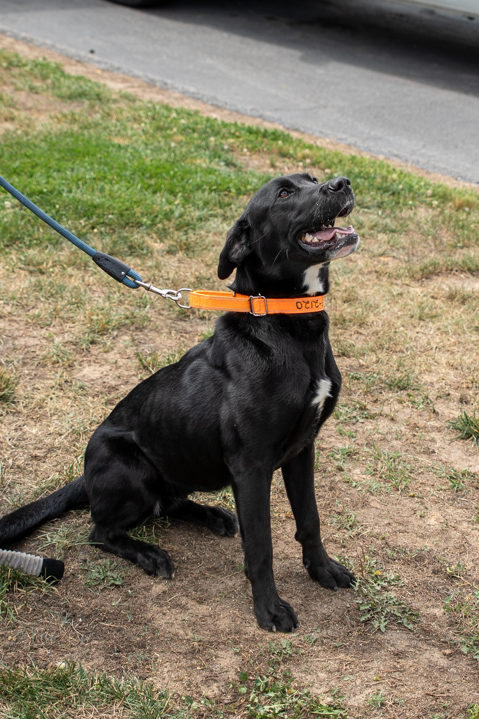 Dixie, an adopted Black Labrador Retriever in King George, VA image 1/4