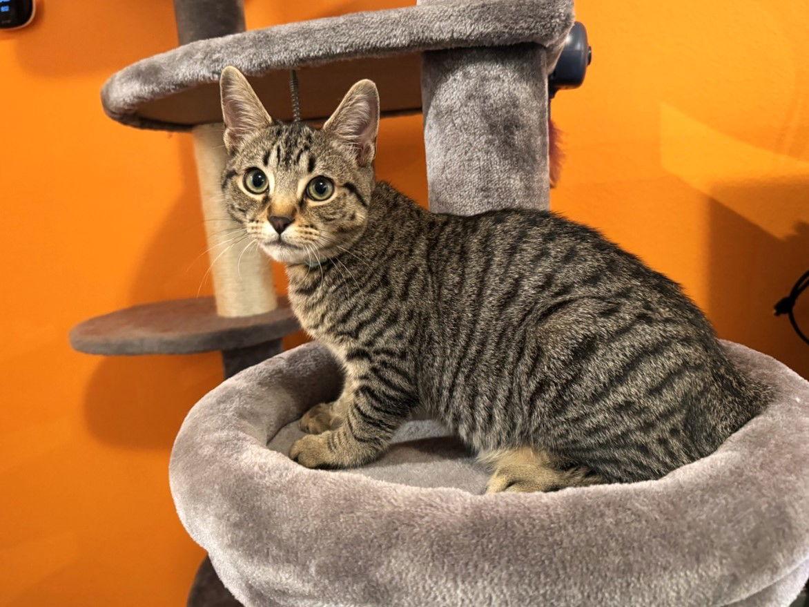 Enlarge Phil, a Adoptable Domestic Short Hair in St. Cloud, FL image 1/3