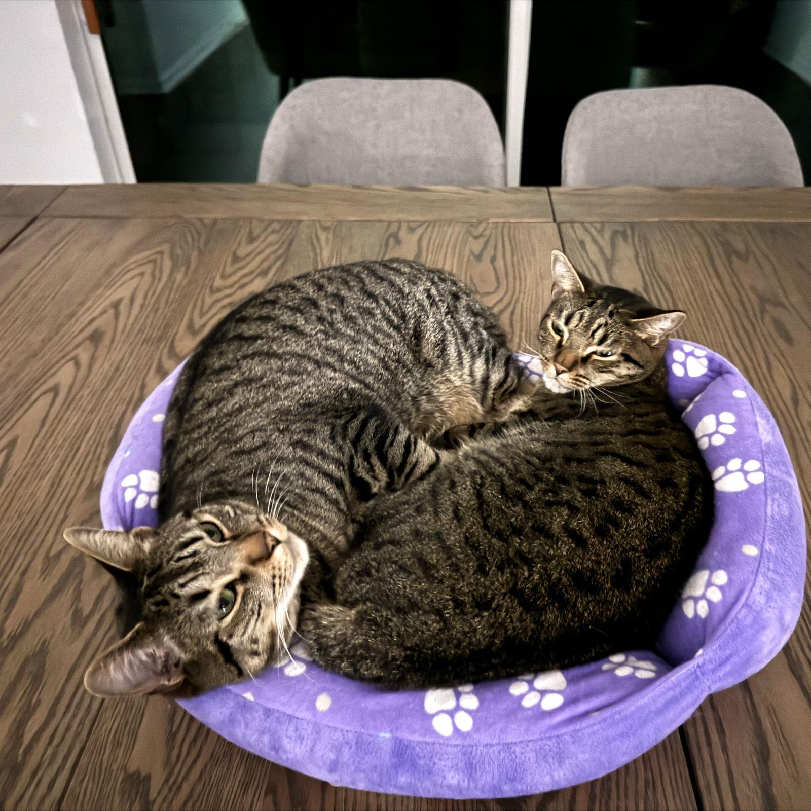 Phil, Adoptable, Young Male Domestic Short Hair.