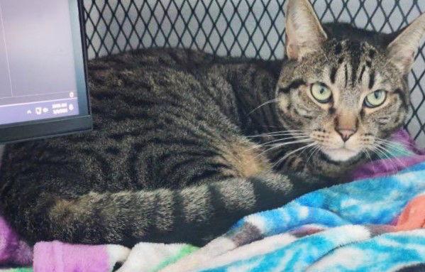 Enlarge Phil, a Adoptable Domestic Short Hair in St. Cloud, FL image 3/3