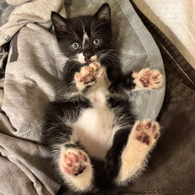 Enlarge Digby, a Adoptable Domestic Short Hair in Winchester, VA image 2/6