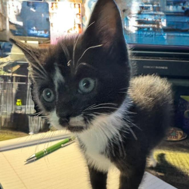 Enlarge Digby, a Adoptable Domestic Short Hair in Winchester, VA image 3/6