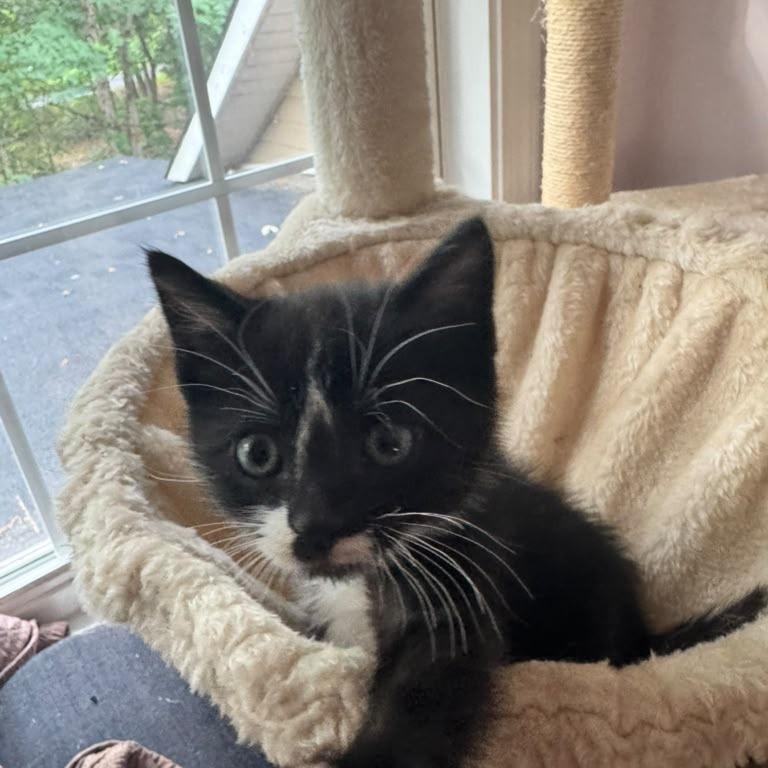 Enlarge Digby, a Adoptable Domestic Short Hair in Winchester, VA image 4/6