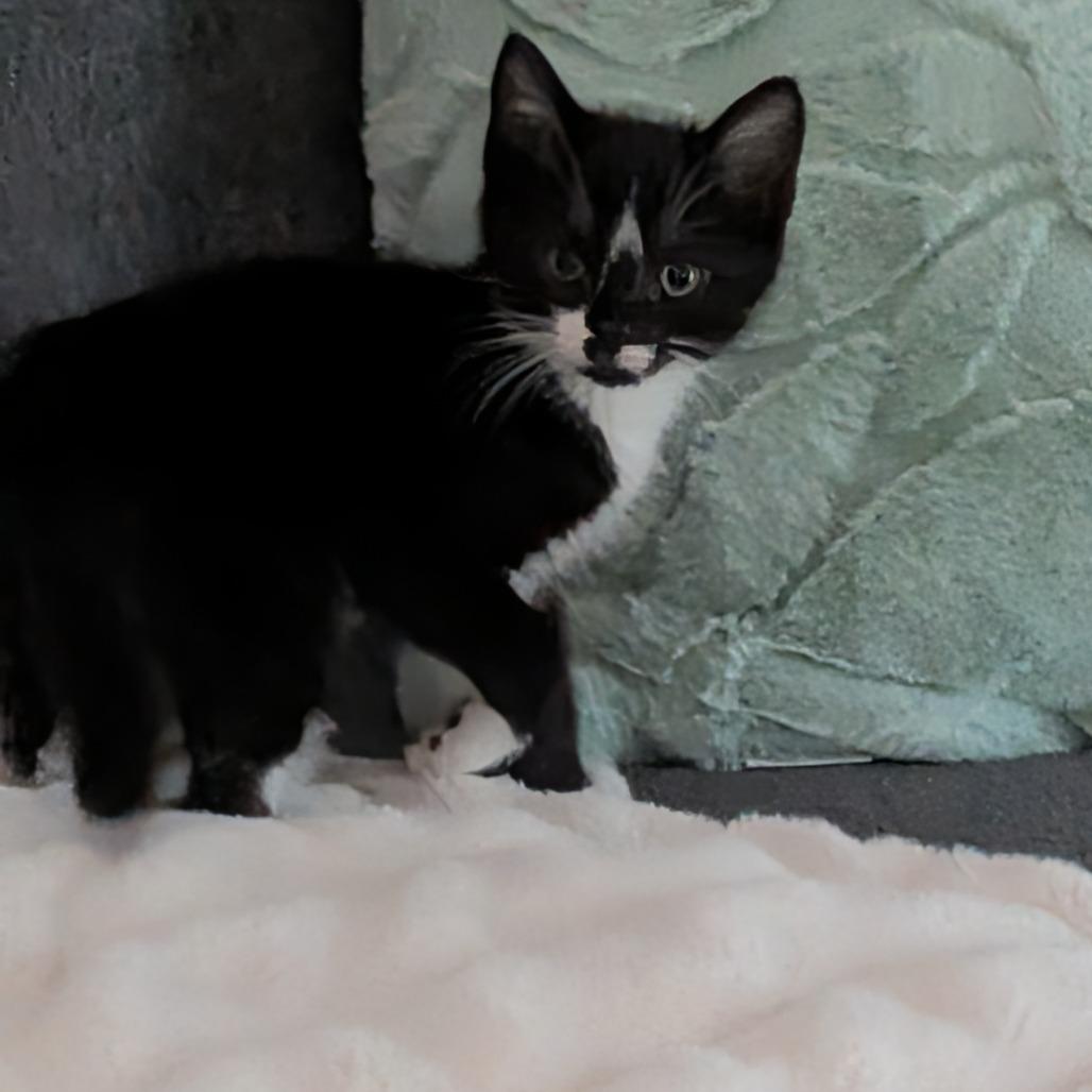 Enlarge Digby, a Adoptable Domestic Short Hair in Winchester, VA image 5/6