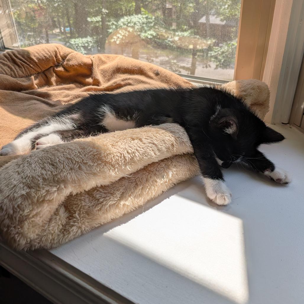 Enlarge Digby, a Adoptable Domestic Short Hair in Winchester, VA image 6/6