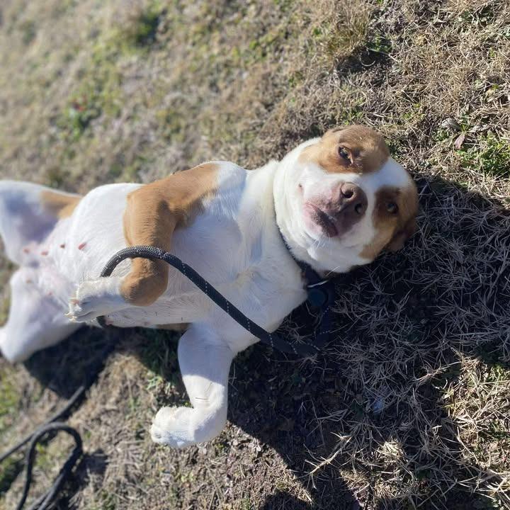 Enlarge Coraline, a Adoptable Pit Bull Terrier in Springdale, AR image 1/6
