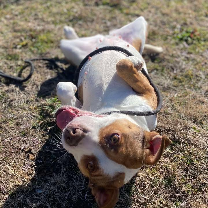 Enlarge Coraline, a Adoptable Pit Bull Terrier in Springdale, AR image 3/6