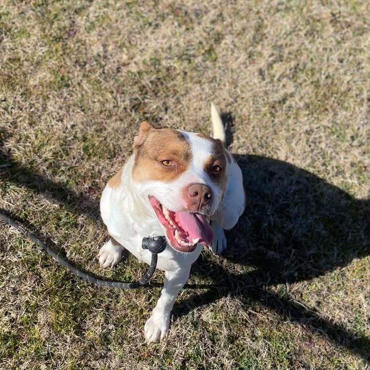 Enlarge Coraline, a Adoptable Pit Bull Terrier in Springdale, AR image 4/6