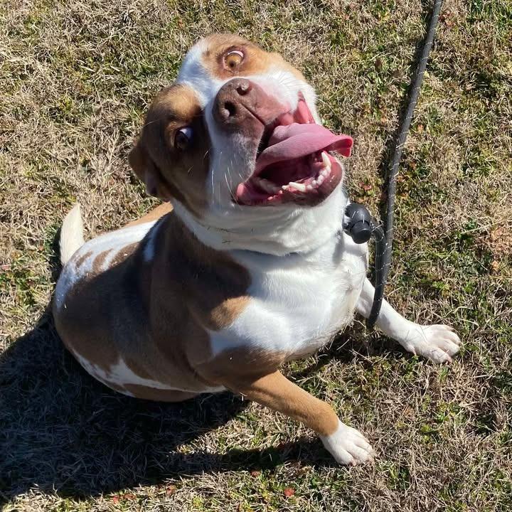 Enlarge Coraline, a Adoptable Pit Bull Terrier in Springdale, AR image 5/6