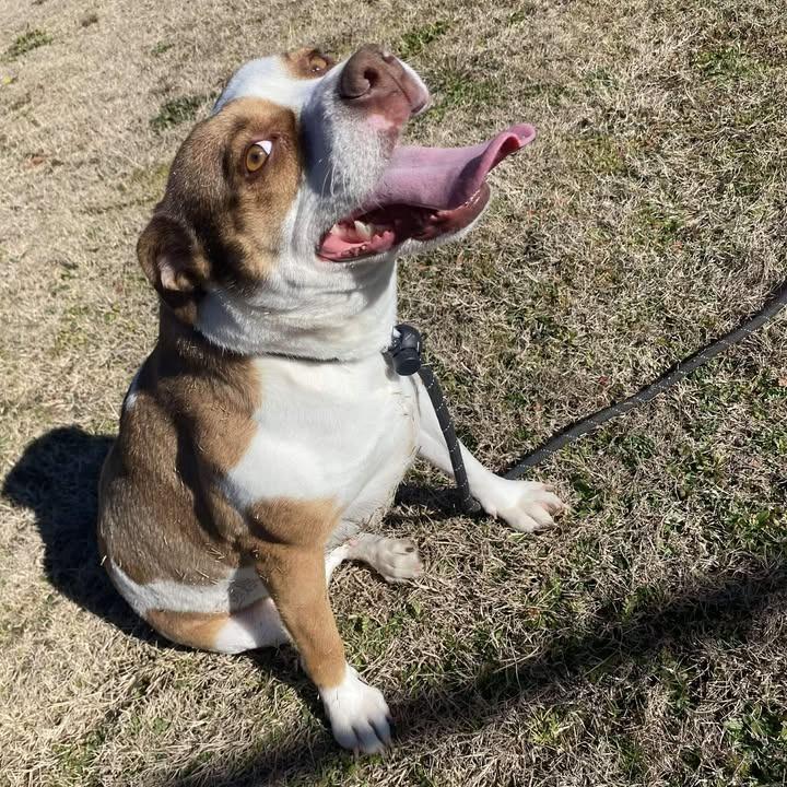 Enlarge Coraline, a Adoptable Pit Bull Terrier in Springdale, AR image 2/6