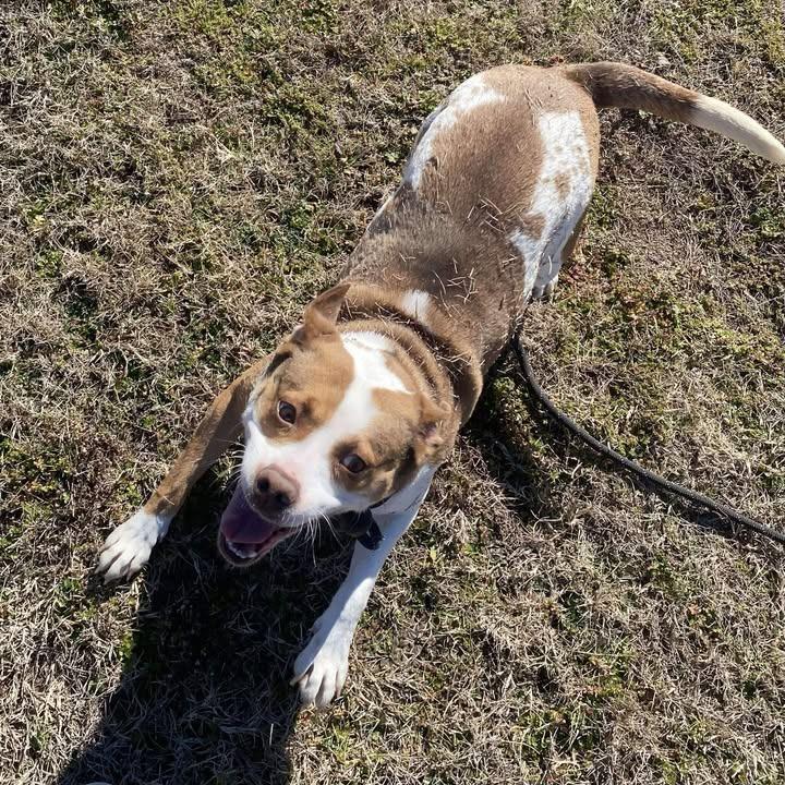 Enlarge Coraline, a Adoptable Pit Bull Terrier in Springdale, AR image 6/6