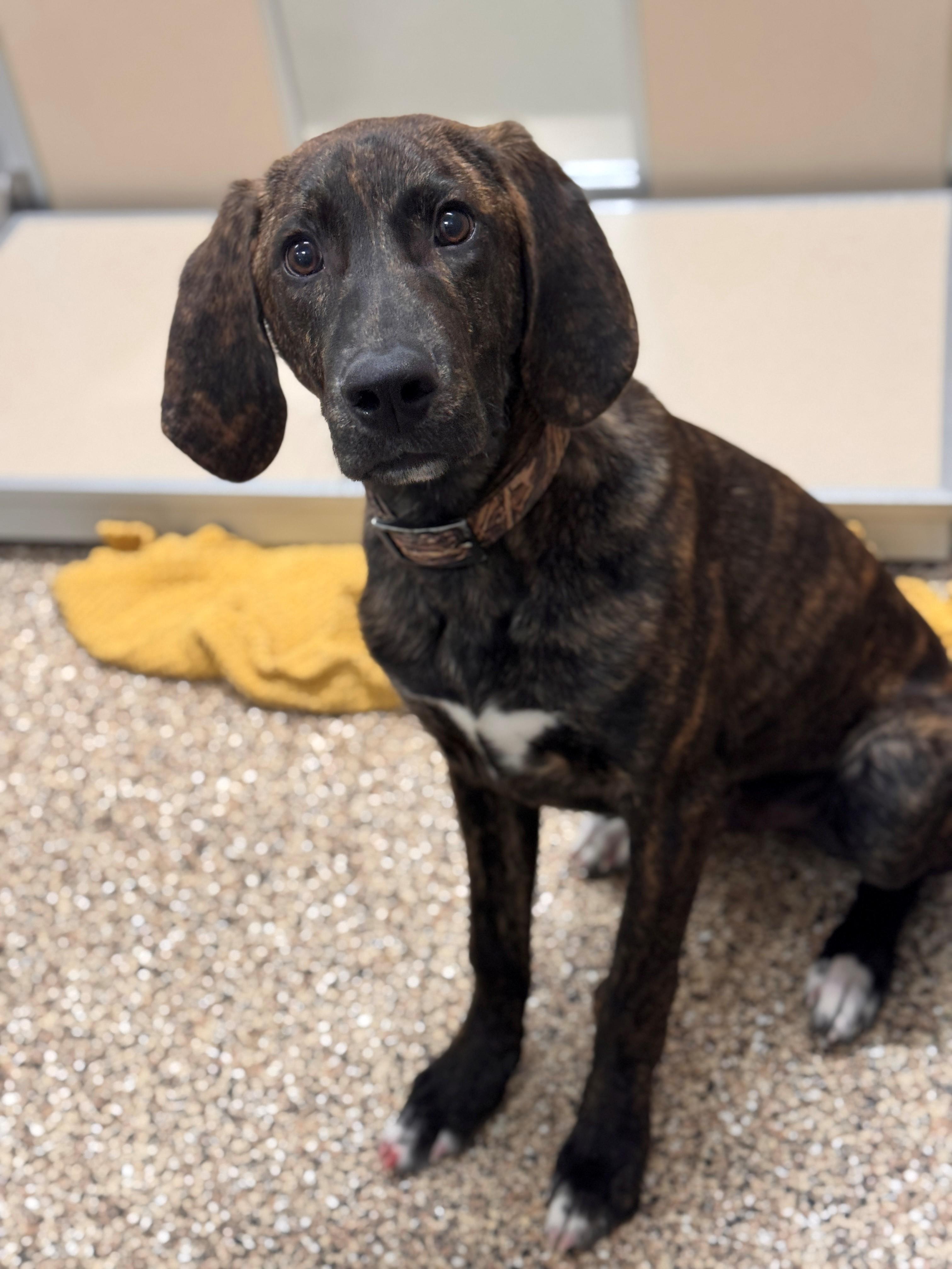 Diesel, a ADOPTABLE mixed breed in Hackensack, MN image 4/6