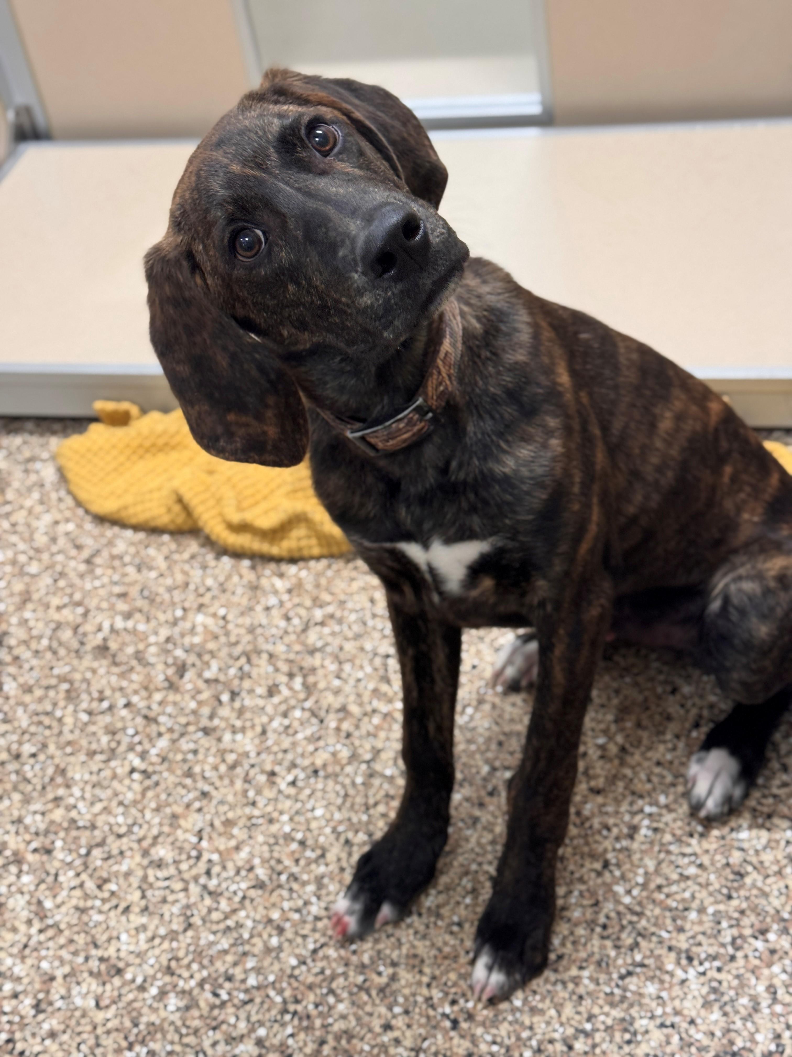 Diesel, a ADOPTABLE mixed breed in Hackensack, MN image 1/6