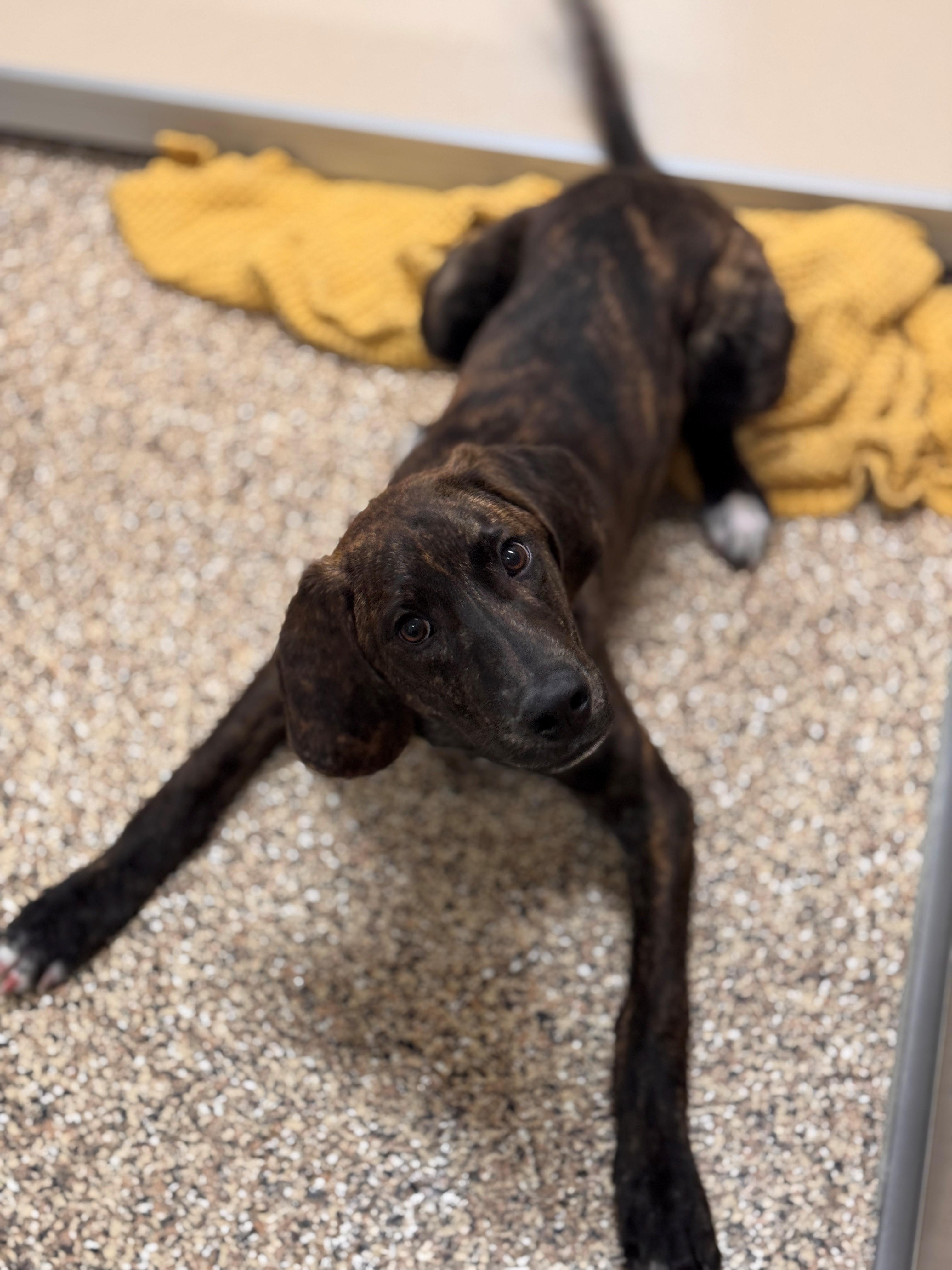 Diesel, a ADOPTABLE mixed breed in Hackensack, MN image 6/6