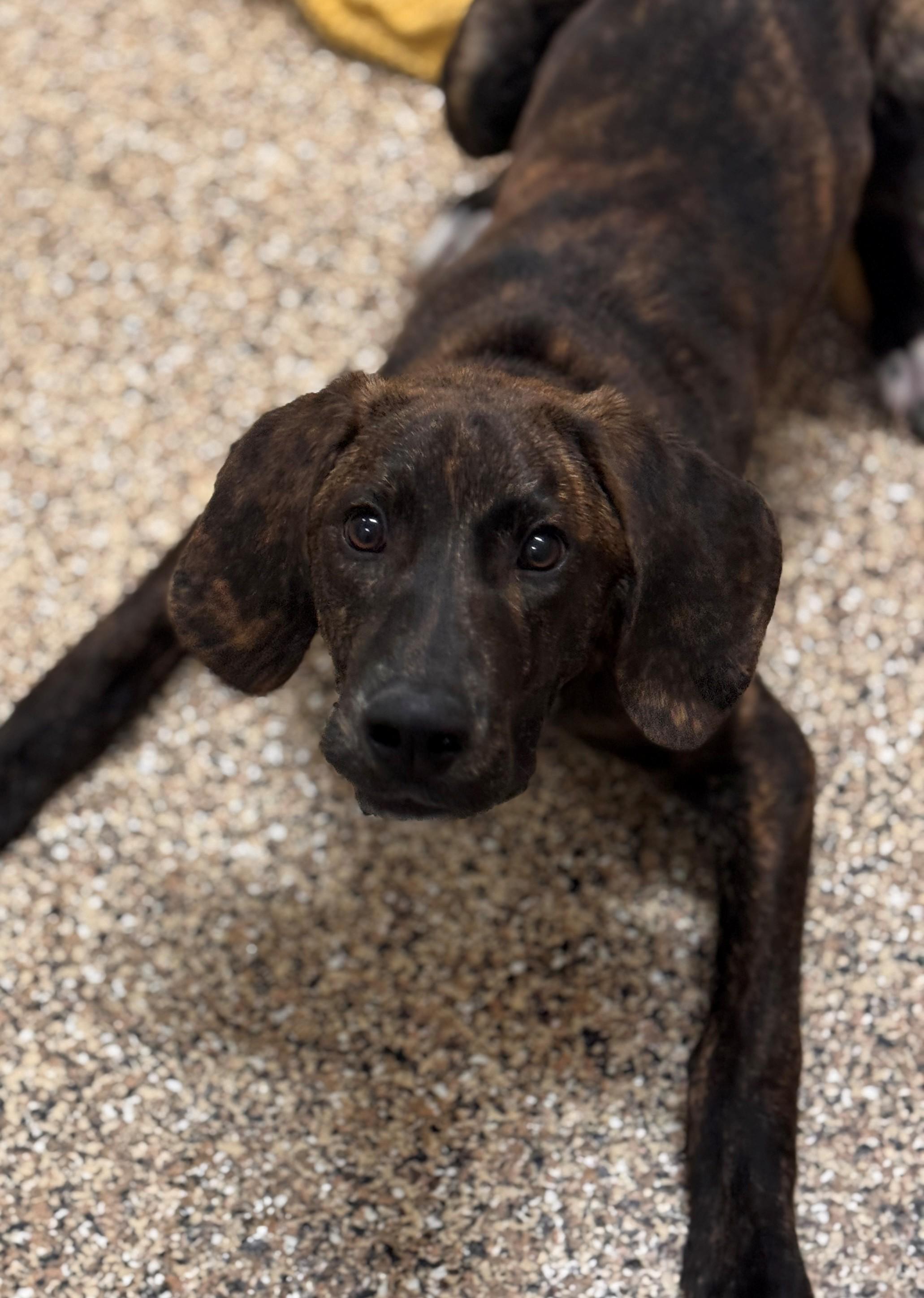 Diesel, a ADOPTABLE mixed breed in Hackensack, MN image 5/6