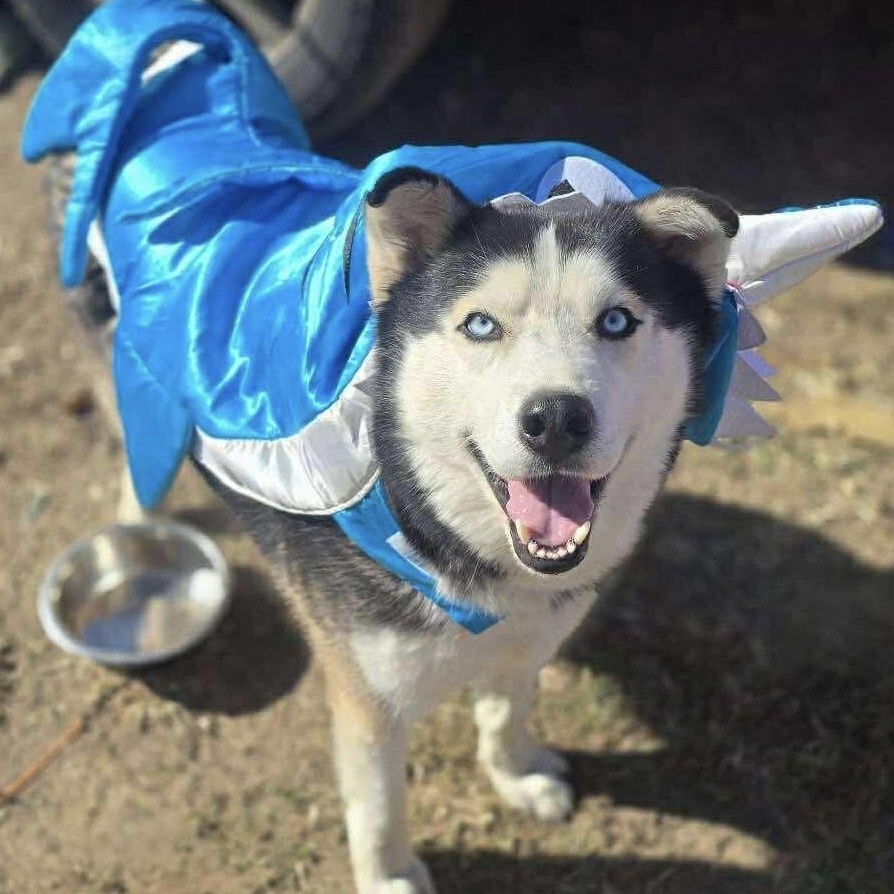 Jonah, Adoptable, Adult Male Siberian Husky & Husky.