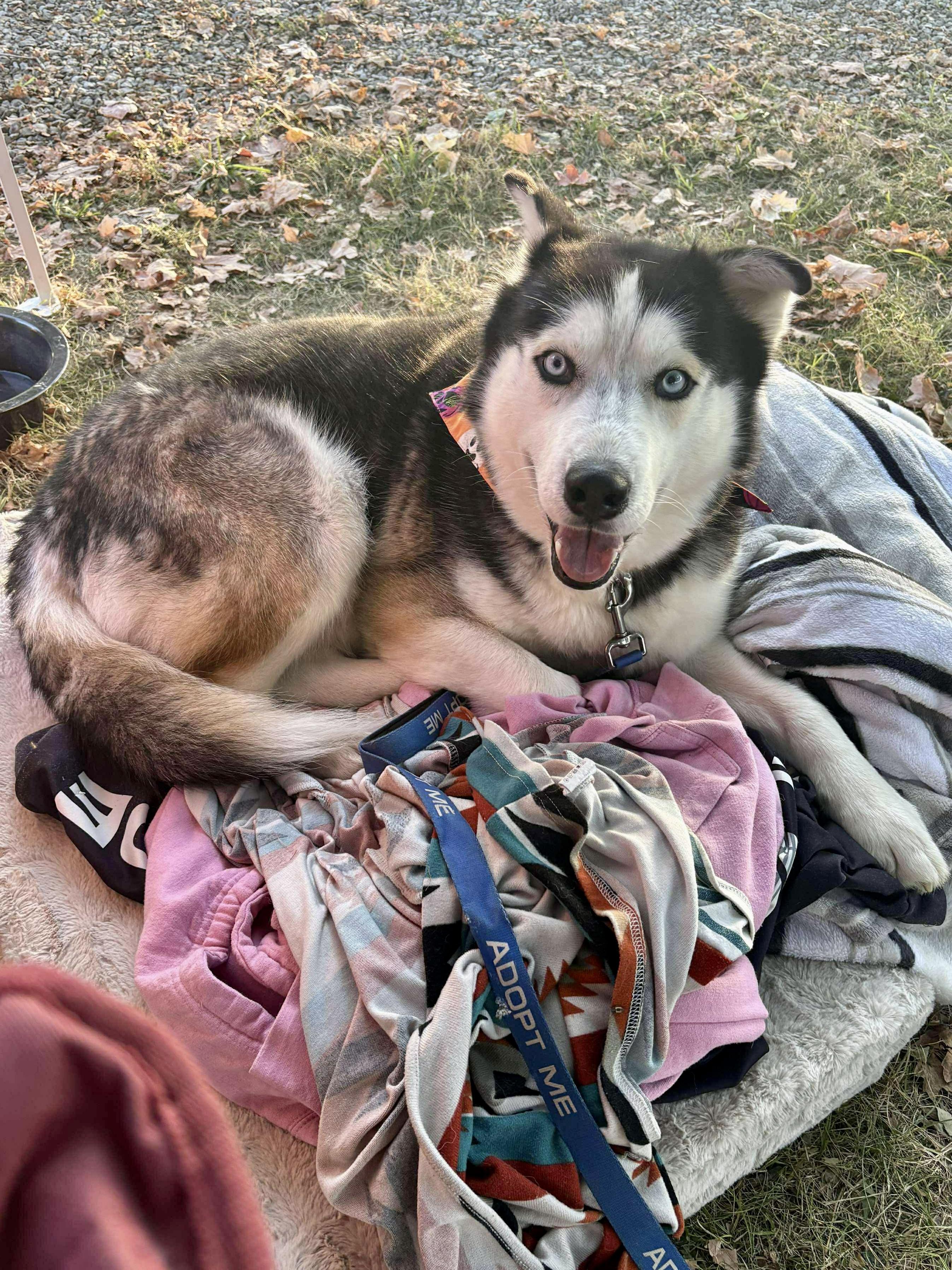 Enlarge Jonah, a Adoptable mixed breed in Glenolden, PA image 3/6