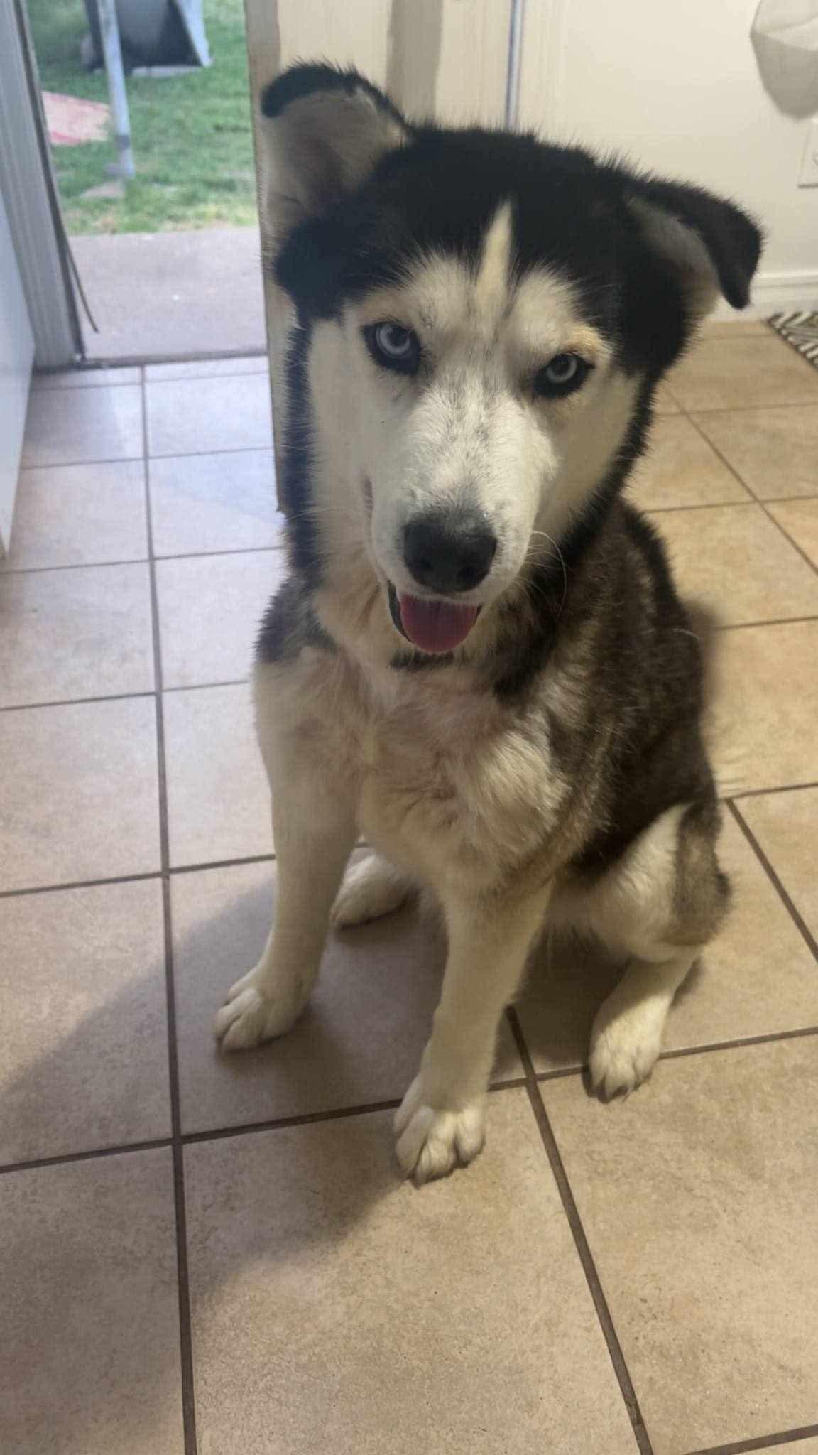 Enlarge Jonah, a Adoptable mixed breed in Glenolden, PA image 5/6