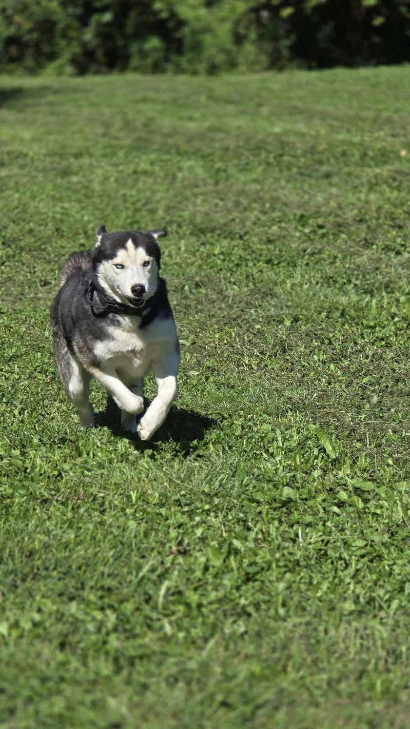 Enlarge Jonah, a Adoptable mixed breed in Glenolden, PA image 6/6