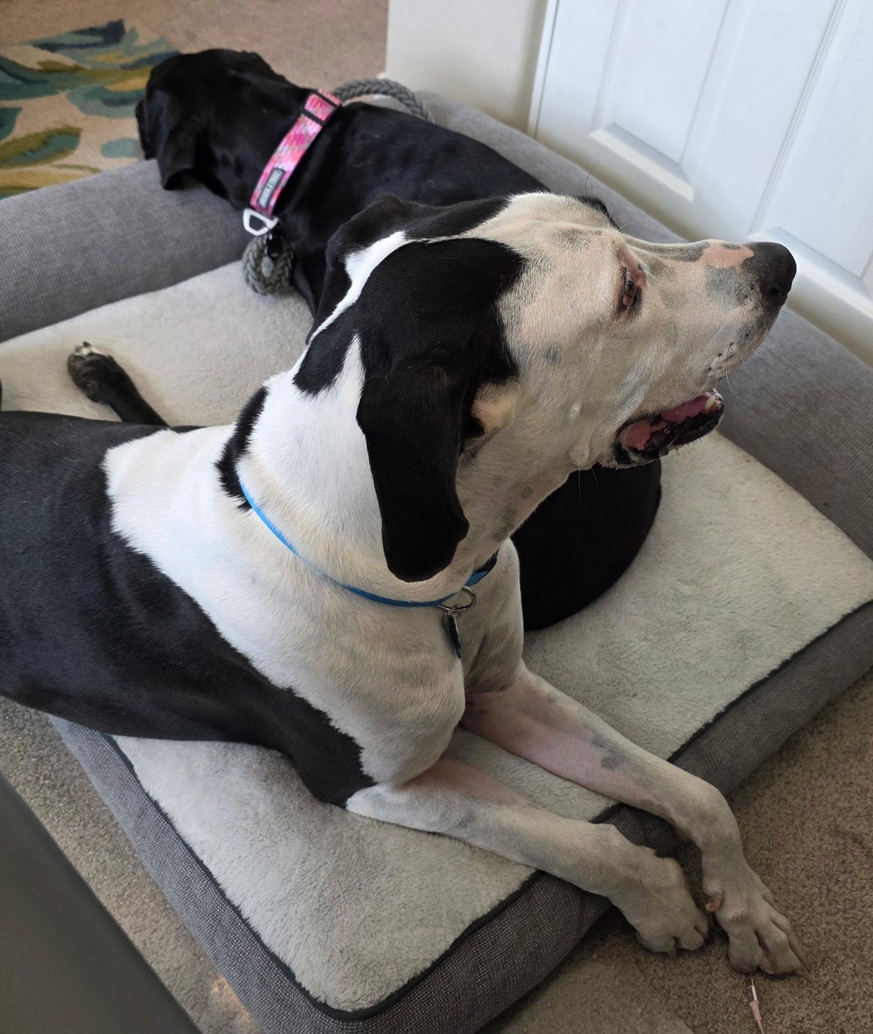 Denali, Adoptable, Adult Male Great Dane.