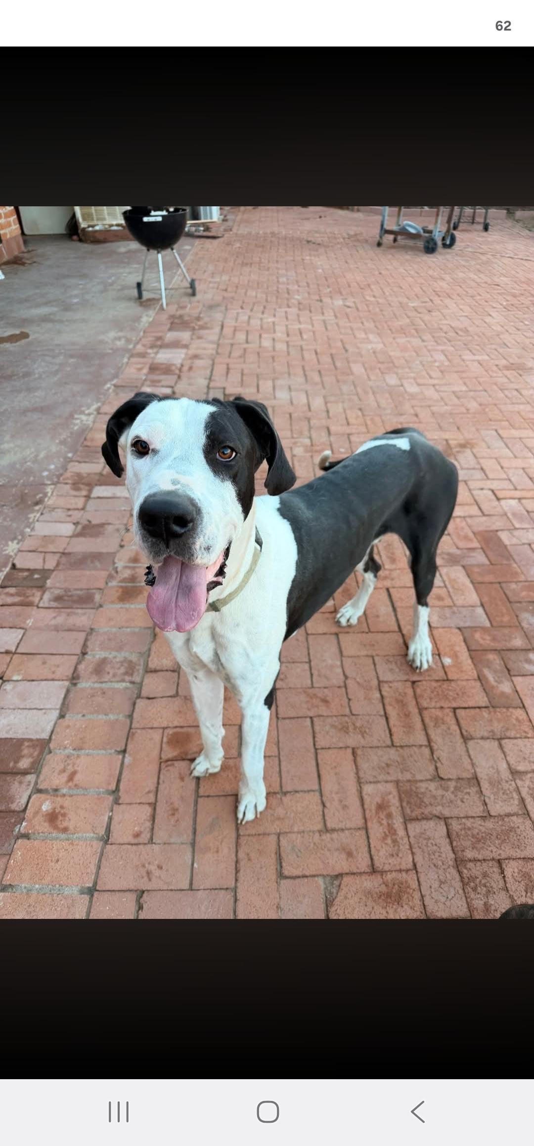 Enlarge Denali, a Adoptable Great Dane in Mesa, AZ image 2/4