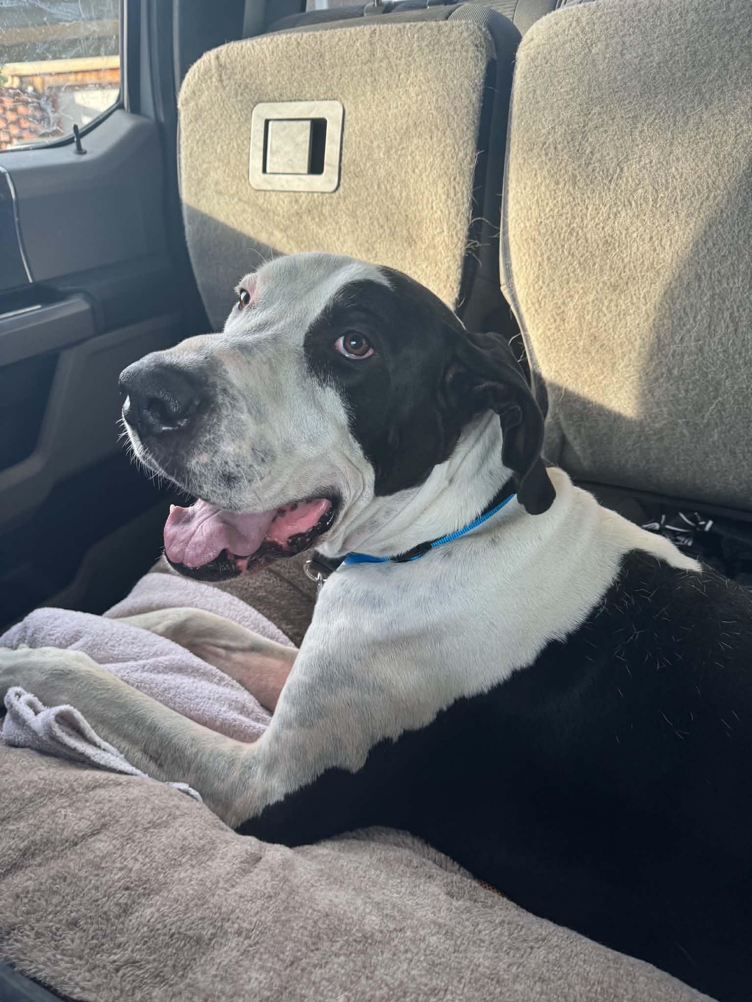 Enlarge Denali, a Adoptable Great Dane in Mesa, AZ image 3/4