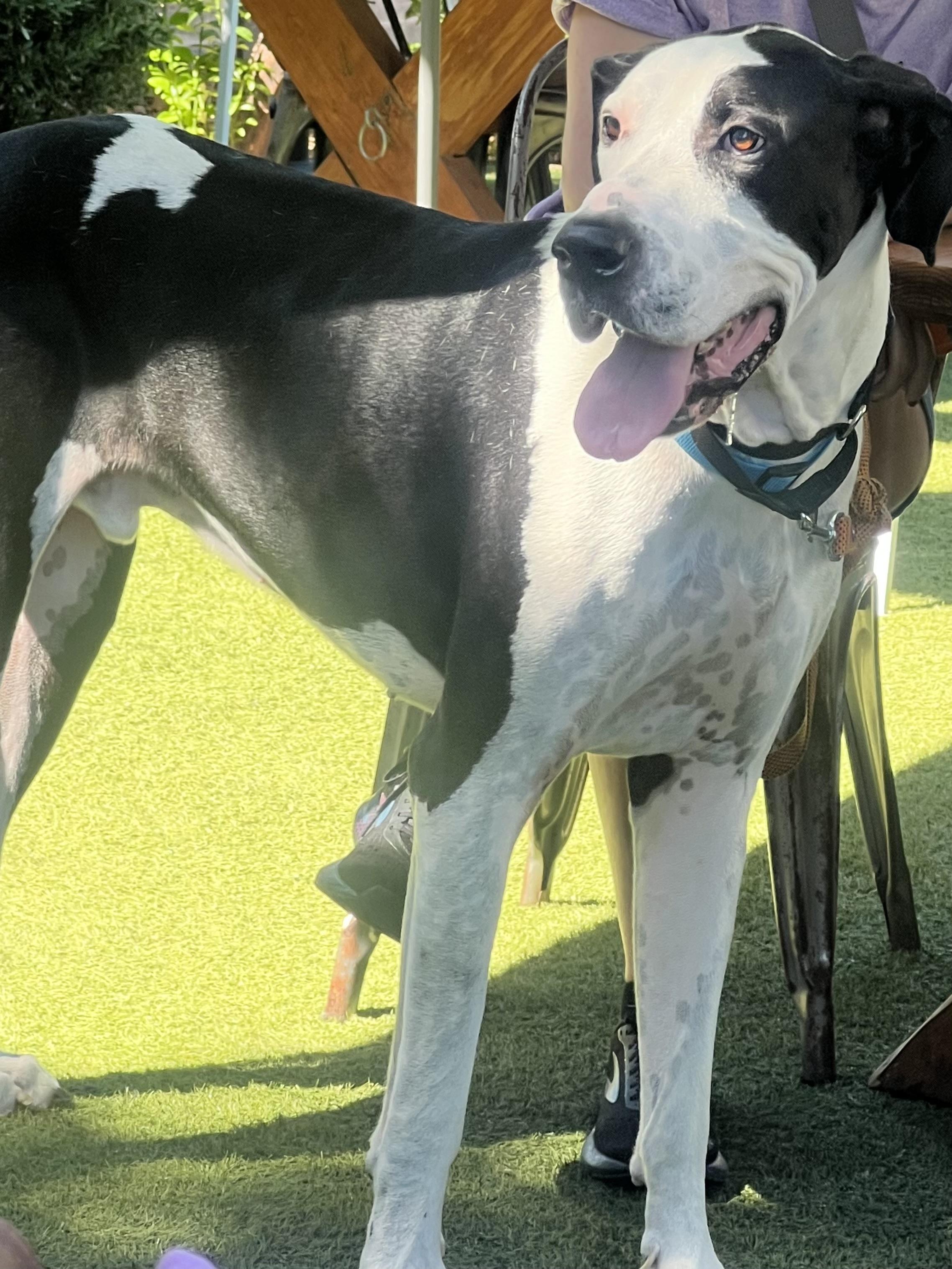 Enlarge Denali, a Adoptable Great Dane in Mesa, AZ image 4/4