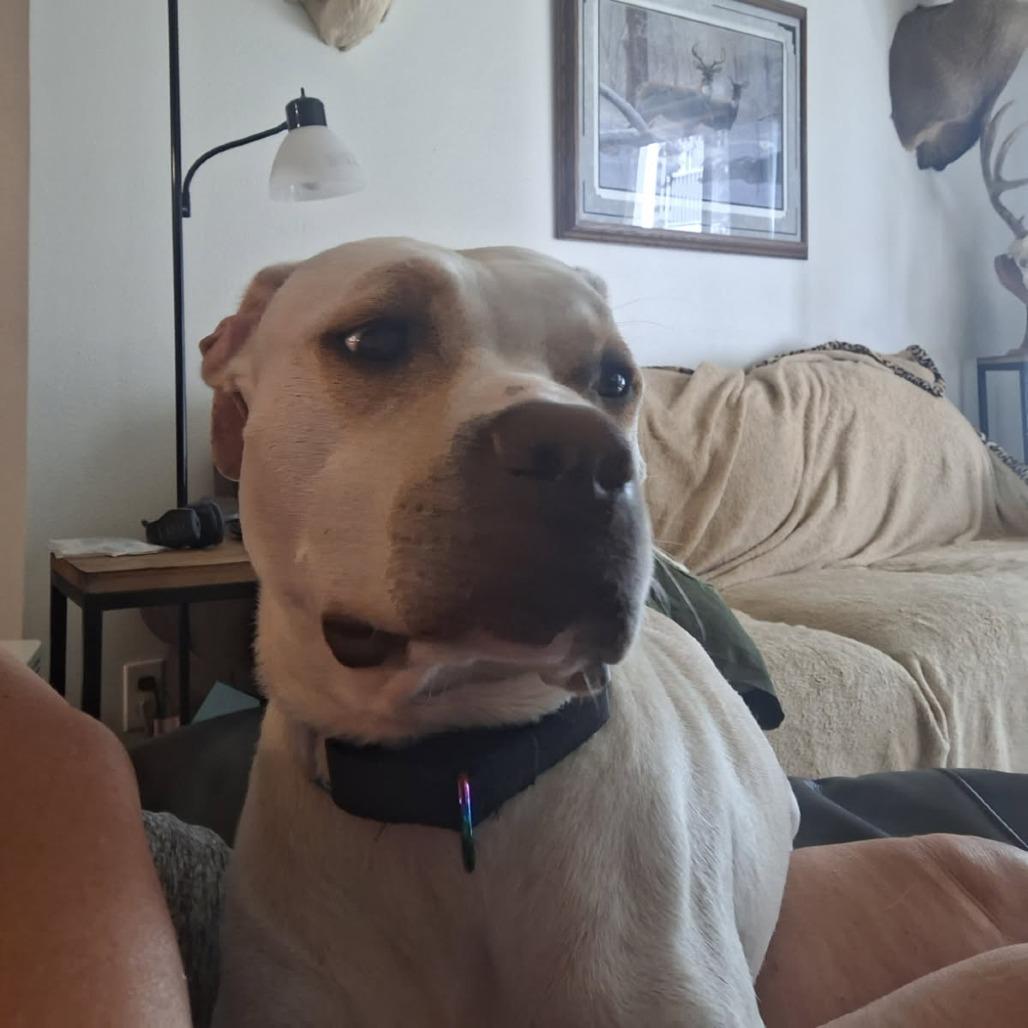 Kimari--In Foster, Adoptable, Senior Female Pit Bull Terrier & Mixed Breed.