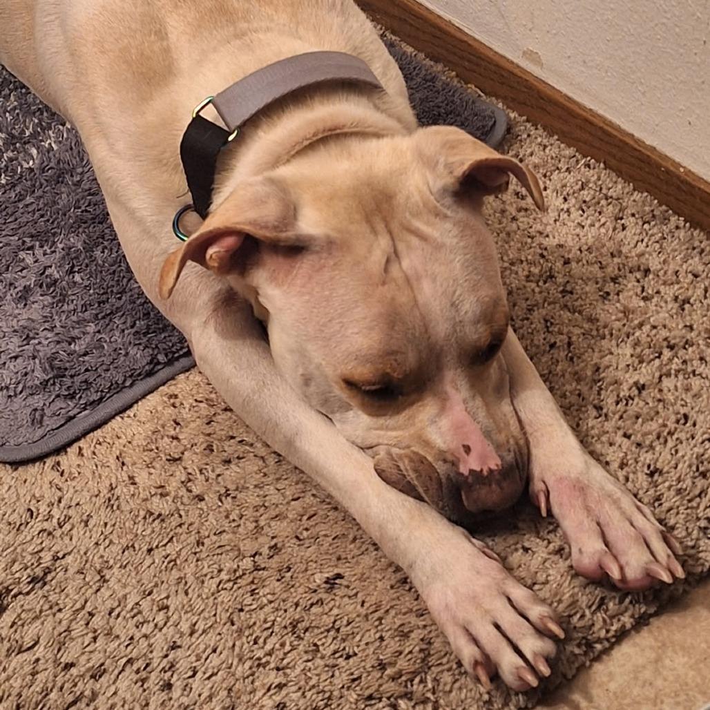 Enlarge Kimari--In Foster, a Adoptable mixed breed in Fargo, ND image 2/6